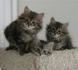 Siberian kittens for sale 