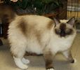 Ragdoll kittens for sale Indiana