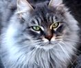 Siberian kittens for sale