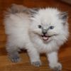 Ragdoll kittens for sale Georgia