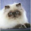 Himalayan kittens for sale