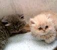 Persian kittens for sale