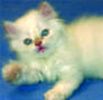 Persian kittens for sale