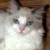 Ragdoll kittens for sale 