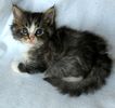 Maine Coon kittens for sale
