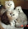 Persian kittens for sale