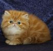 Persian kittens for sale