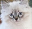 Siberian kittens for sale