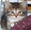Siberian kittens for sale 