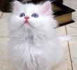 Persian kittens for sale 
