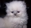 Himalayan kittens for sale