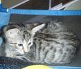 Savannah kittens for sale 