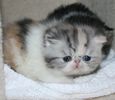 Exotic Shorthair kittens for sale 