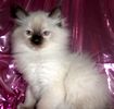 Ragdoll kitten for sale 