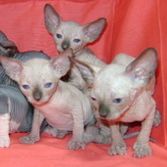 Sphynx kittens for sale
