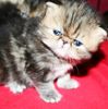 Persian kittens for sale