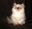 Persian kittens for sale