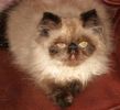 Himalayan kittens for sale