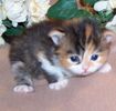 Napoleon kittens for sale