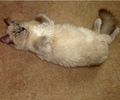 Ragdoll kittens for sale