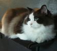 Ragdoll kittens for sale