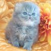 Persian kittens for sale