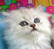 Persian kittens for sale