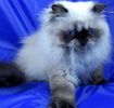 Himalayan kittens for sale