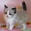 Ragdoll kittens for sale Louisiana