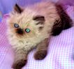 Himalayan kittens for sale