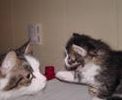 Siberian kittens for sale