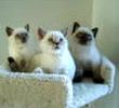 British Shorthari kittens for sale