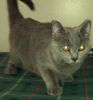 Chartreux kittens for sale