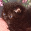 Exotic Shorthair kittens for sale