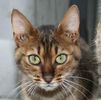 Savannah kittens for sale 