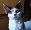 Devon Rex kittens for sale 