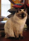 Ragdolls kittens