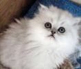Persian kittens for sale 