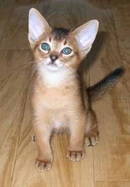 Abyssian kittens for sale