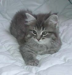 American Bobtail kittens