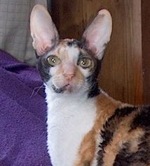 Cornish Rex cats