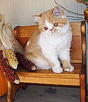 Exotic Shorthair kittens