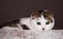Scottish Fold cats