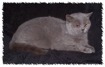 Selkirk Rex