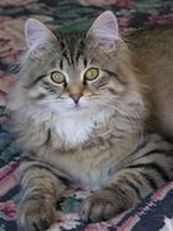 Siberian kittens